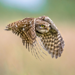 Little Owl flying on blurred background square