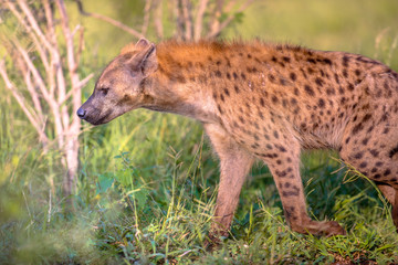 Spotted Hyena scavenger