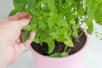 Female hand picking fresh basil leaves in a home garden. Personal perspective.