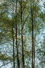 Birch trees growing in mixed forest near Ellecom in The Netherlands.