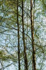 Birch trees growing in mixed forest near Ellecom in The Netherlands.