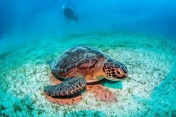 Fototapeta premium Turtle at Kas, Turkey