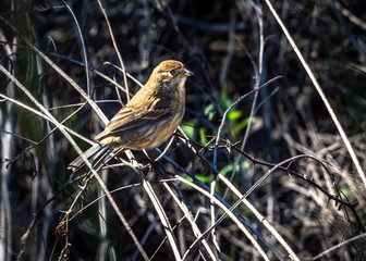 Indigo Bunting along the Shadow Creek Ranch Nature Trail!