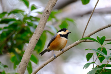 varied tit on branch