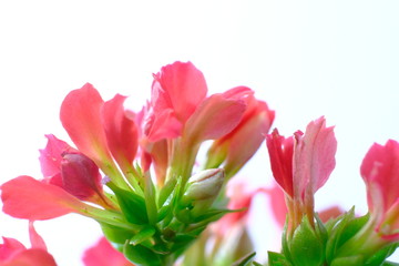 Obraz na płótnie Canvas red kalanchoe flower