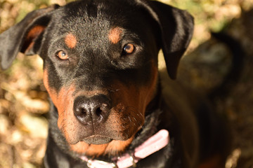 Fototapeta premium portrait of a dog