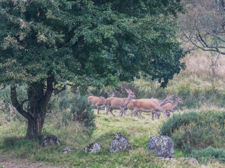 The zeal of the deer is worth admiring!