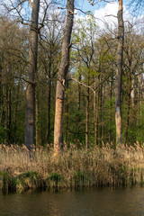 Obraz premium Trees along canal in Kasteel Middachten in De Steeg, The Netherlands