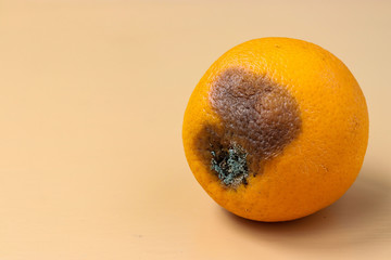 Ugly orange with mold on light background, Closeup, horizontal orientation, Ugly food consept
