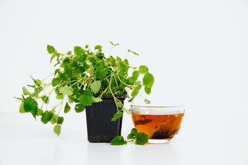 Lemon balm and brewed lemon balm in cup on white background. The concept of using herbs and spices at home. Herb for calming down.