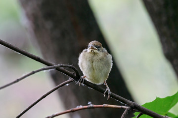 Eurasian blackcap Sylvia atricapilla juvenile portrait sitting on branch of bush. Cute baby forest songbird in wildlife