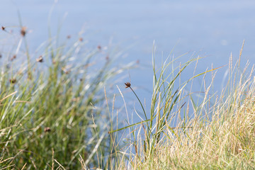 green grass and blue water