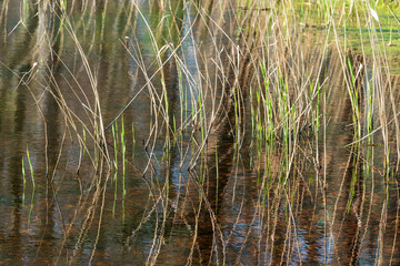 Reed along canal Middachten castle in The Netherlands