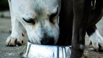 Perro bebiendo agua de un cuenco metálico 