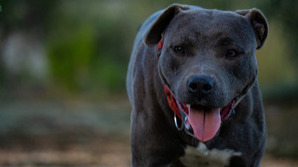 Perro paseando por el campo