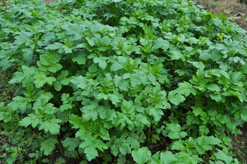 Mustard sprouts grown for organic fertilizer