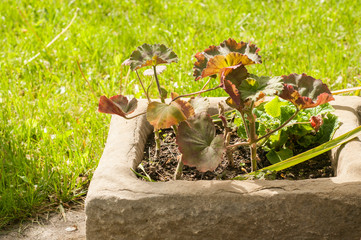 Vintage green square metal enameled plate with capital letter A closeup on white background