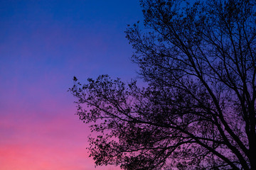 Fototapeta na wymiar Tree at sunset pink and blue gradients