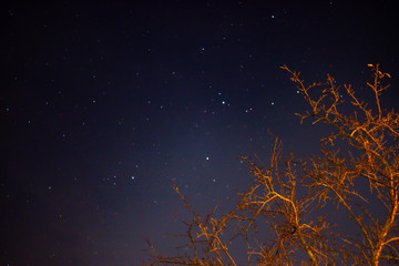 Spooky Tree at night stars