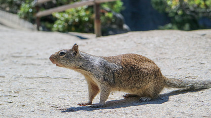 Animal of Yosemite