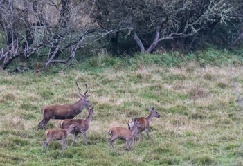 The zeal of the deer is worth admiring!