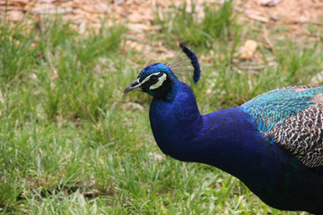 Peacock walking in green grass