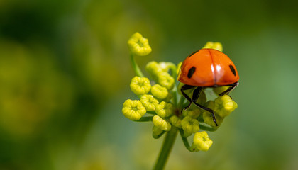Ladybug on closed parsnip flowers