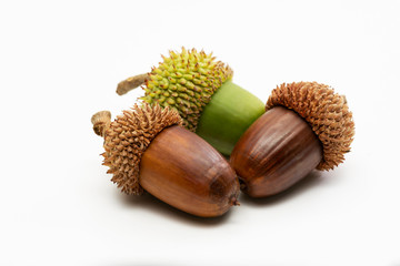 Close up shot two dry and one green acorns on a white background.