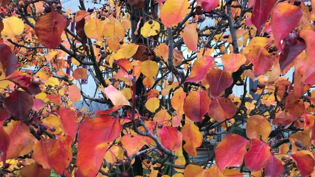 Video of waving autumn leaves on a tree. Close-up shooting of beautiful red-orange fall leaves. Autumn leaves. Beautiful autumn tree with bright orange leaves. Beautiful nature. Fall landscape.