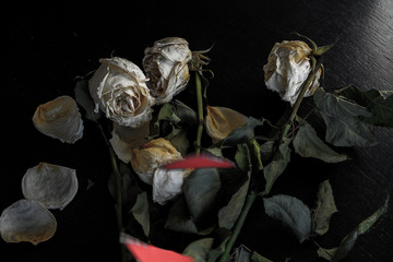 wilted rose flowers and torn in half a paper heart, the concept of a broken heart, breakup, divorce