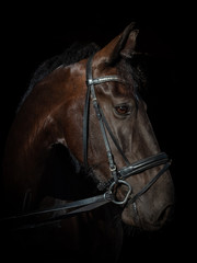 Black Photo of a black brown mixed breed Gelderland horse and Frisian, looking to the right.