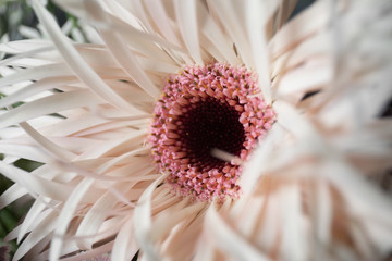 Close-up photo of a Gerbera flower. Flower delivery. Flowers