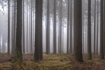 Foggy forest on the way to Javorník lookout tower. Autumn color and mood. Javornik/Šumava, Czech...