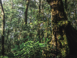 Rainforest in Doi Inthanon National Park , Thailand