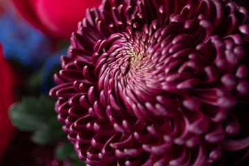 Close-up photo of a Chrysanthemum flower. Flower delivery. Flowers