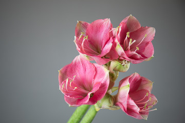 Close-up photo of a Amaryllis flower. Flower delivery