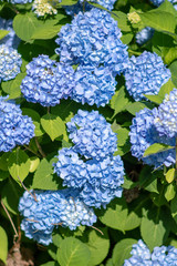Hydrangeas in full spring bloom