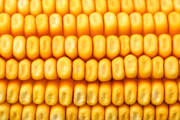 Ripe yellow kernels on corn on the cob, macrophotography