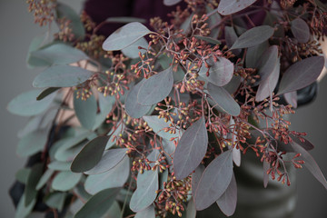 Close-up photo of a eucalyptus flower. Flower delivery © Сергей Уланов