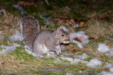 Naklejka na ściany i meble Eastern gray squirrel near the feeder with nuts, known as the grey squirrel. Night scene from back yard. Eastern gray squirrel is native animal to eastern North America.