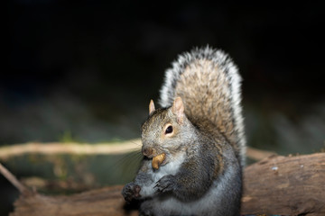 Eastern gray squirrel  near the feeder with nuts, known as the grey squirrel. Night scene from back yard. Eastern gray squirrel is native animal  to eastern North America.