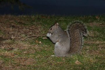 Eastern gray squirrel  near the feeder with nuts, known as the grey squirrel. Night scene from back yard. Eastern gray squirrel is native animal  to eastern North America.
