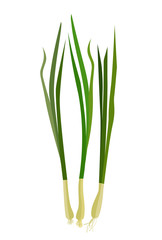 Fresh chives. Vector isolated image on a white background.