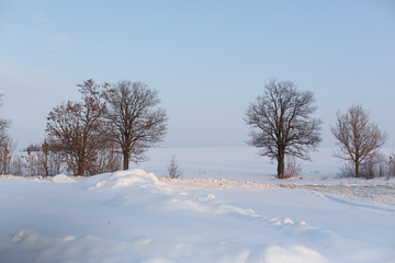 Fototapeta na wymiar Winter landscape. Field covered with snow and bald trees.