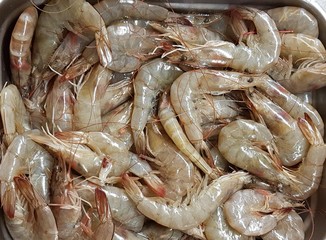 Fresh sea prawns in metal trays brought to the seafood market