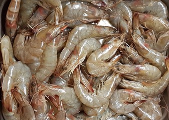 Fresh sea prawns in metal trays brought to the seafood market