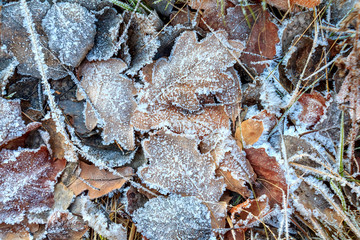 the frozen ice sheets in the winter , the snowflakes on the leaves