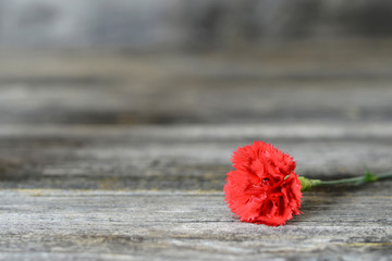 Red carnation flower on wooden background with copy space - obrazy, fototapety, plakaty