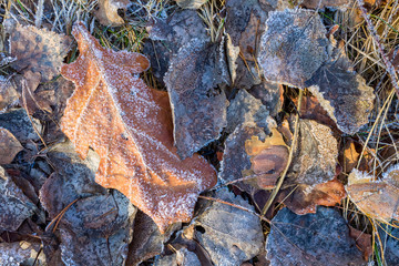 the frozen ice sheets in the winter , the snowflakes on the leaves