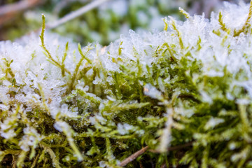 the frozen ice sheets in the winter , the snowflakes on the leaves